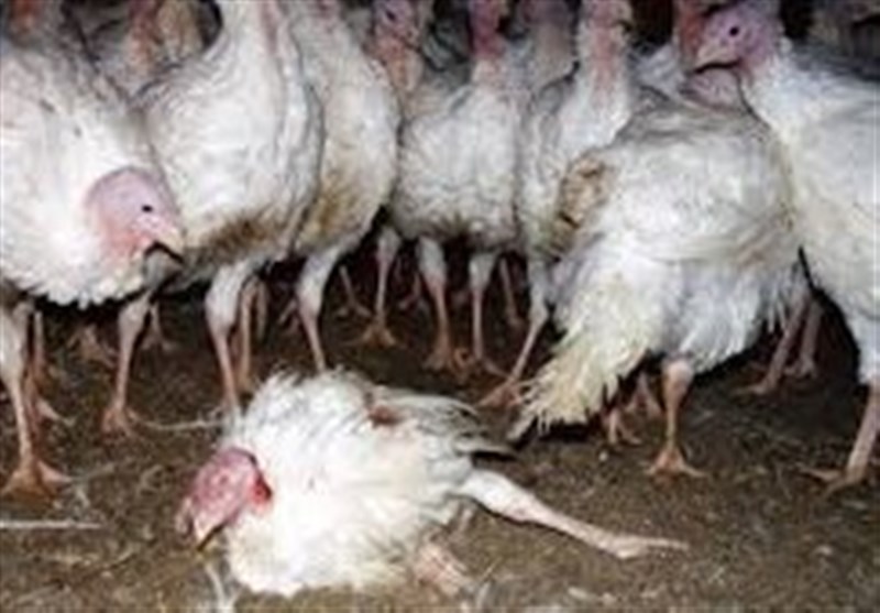زنجیره کامل تولید مرغ در استان سمنان اجرا شد
