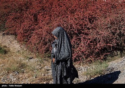 سرخ شدن زمین در فصل پاییز و ترکیب آن با آسمان صاف و آبی این منطقه اخیرا آن را به یکی از مراکز اصلی گردشگری در ایران تبدیل کرده است