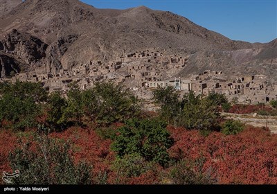روستای افین واقع در استان خراسان جنوبی یکی از بزرگترین مراکز پرورش زرشک است