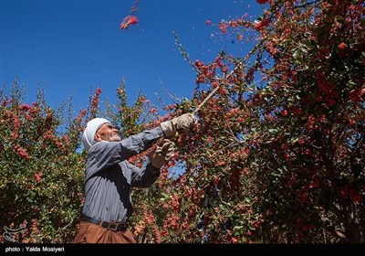 برداشت زرشک در روستای افین - خراسان جنوبی