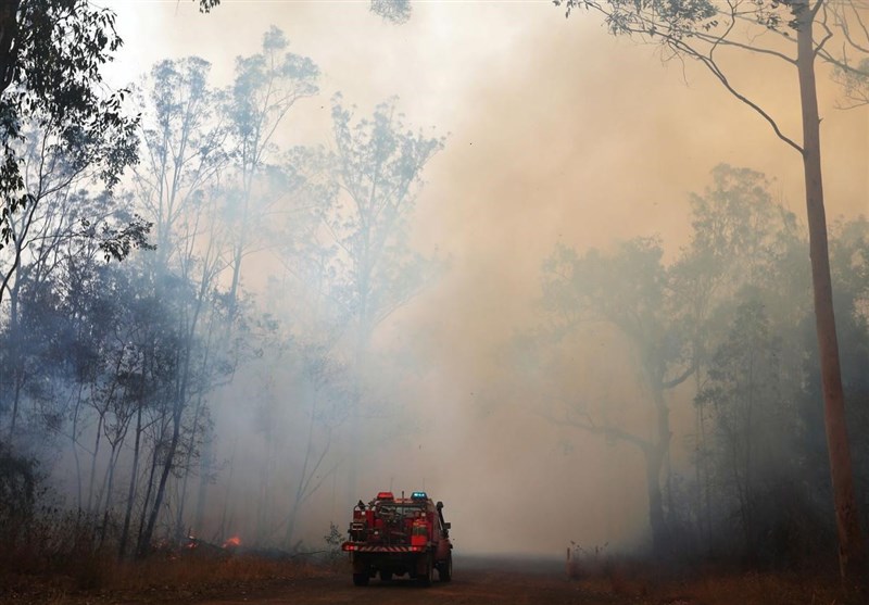 Estimated 3 bln Animals Affected by Australia Bushfires: Study