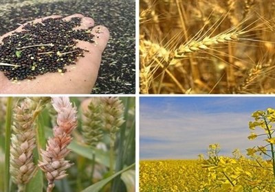  تعیین نرخ خرید تضمینی محصولات کشاورزی از سال ۱۴۰۰ توسط شورای ۱۰ نفره 