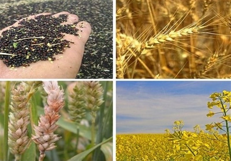 تعیین نرخ خرید تضمینی محصولات کشاورزی از سال 1400 توسط شورای 10 نفره