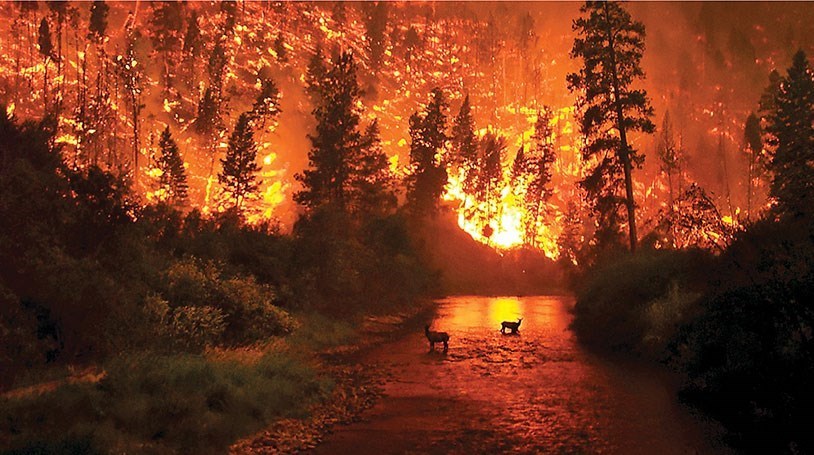 آتش‌سوزی , آتش سوزی جنگل ها و مراتع , 