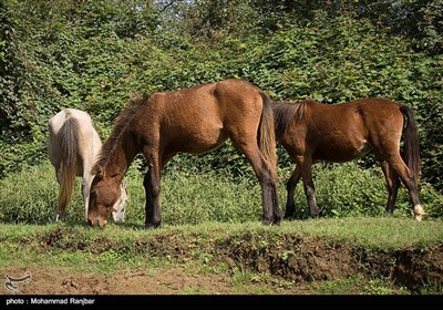 منطقه گردشگری گیسوم