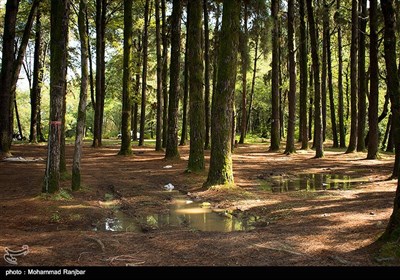 منطقه گردشگری گیسوم