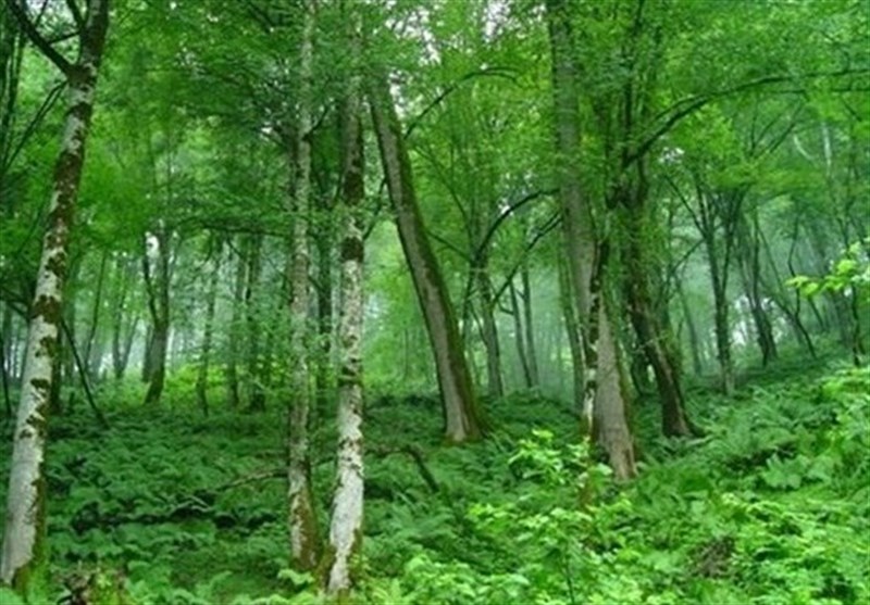 ذخیره‌گاه ژنتیک درختان سپیدار گیلان در فهرست آثار طبیعی ملی ثبت شد