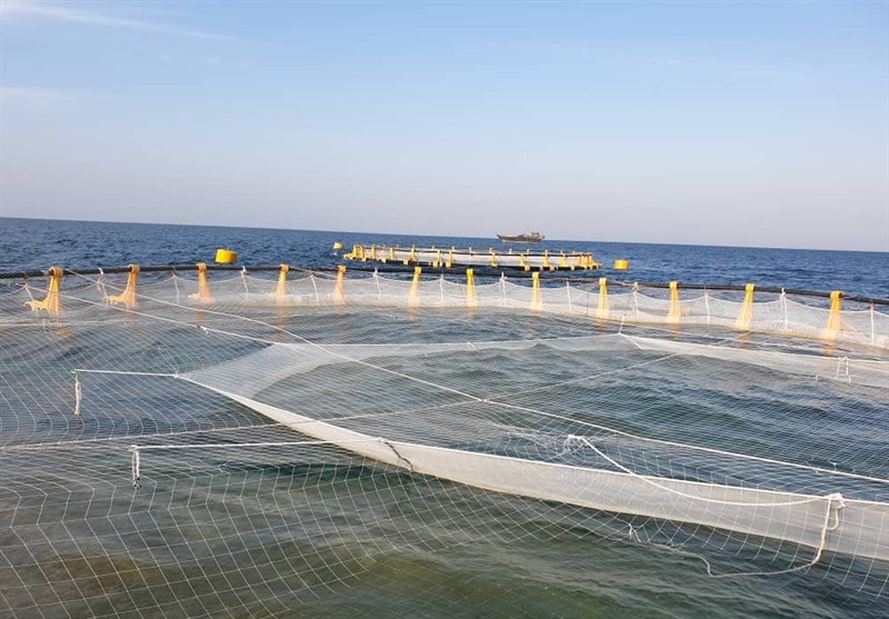 1400 تن ماهی پرورشی در استان بوشهر تولید می‌شود+تصاویر