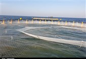 معاون وزیر جهاد: مجوز پرورش و تولید 500 هزار تن ماهی در قفس در استان بوشهر صادر شد + فیلم