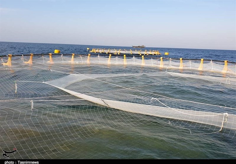 معاون وزیر جهاد: مجوز پرورش و تولید 500 هزار تن ماهی در قفس در استان بوشهر صادر شد + فیلم