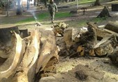 قطع 303 اصله درخت در جنگل النگدره/منابع طبیعی: برای حفظ جان مردم درختان را قطع می‌کنیم+ تصاویر
