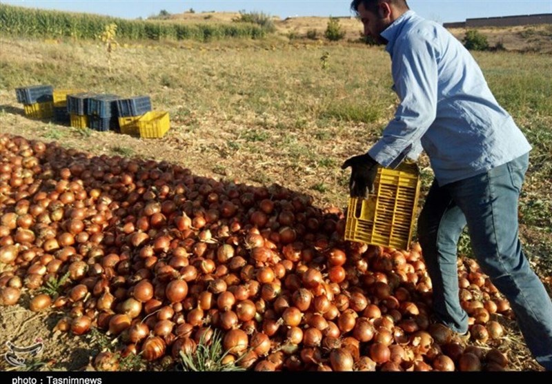 کشاورزان آذربایجان‌غربی از کشت پیاز خودداری کنند