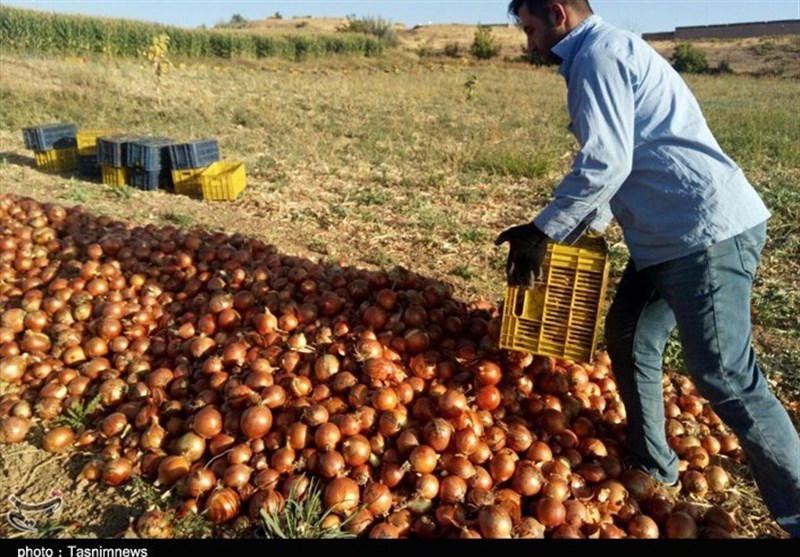 خرید توافقی پیاز آغاز شد