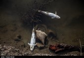 تلف‌شدن هزاران ماهی در رودخانه قره‌سوی کرمانشاه + فیلم