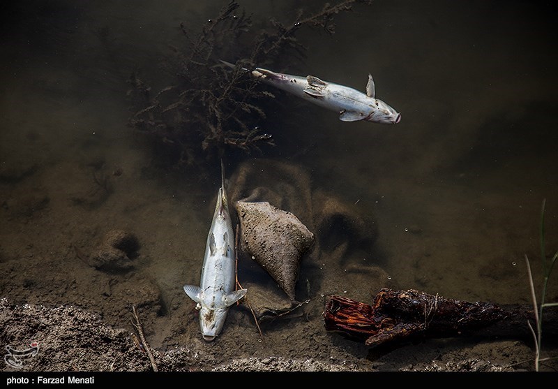 کرمانشاه| پساب کارخانه عامل اتلاف هزاران ماهی در رودخانه قره سو؛ درخواست محیط زیست برای پلمب کارخانه