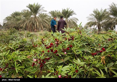 بوته های چای قرمز در زمینهای سیلزده علوه