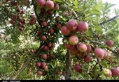 برداشت سیب پاییزه از باغات زنجان؛ سرنوشت نامعلوم سیب در سرازیری قیمت + تصاویر