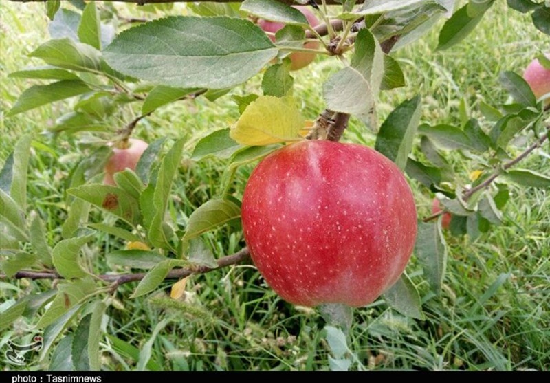 صادرات سیب آذربایجان‌غربی در سال«جهش تولید» جدی گرفته شود