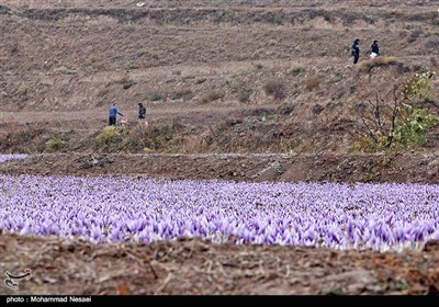 برداشت زعفران در آزادشهر گلستان