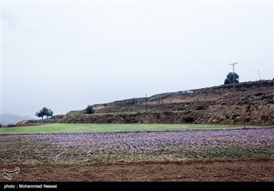 برداشت زعفران در آزادشهر گلستان