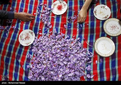 برداشت زعفران در آزادشهر گلستان