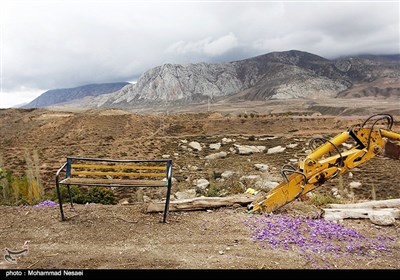 برداشت زعفران در آزادشهر گلستان