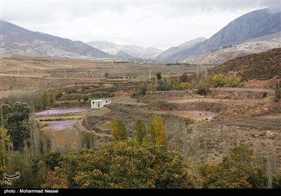 برداشت زعفران در آزادشهر گلستان