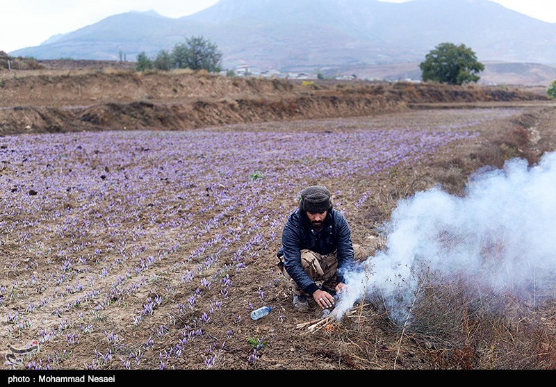 برداشت زعفران در آزادشهر گلستان