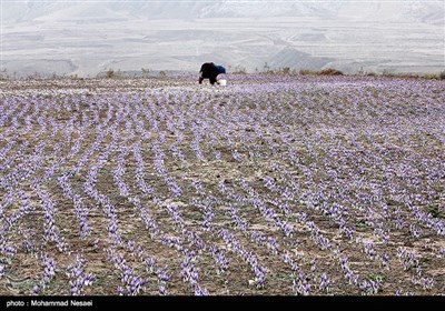 برداشت زعفران در آزادشهر گلستان