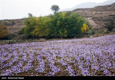 برداشت زعفران در آزادشهر گلستان