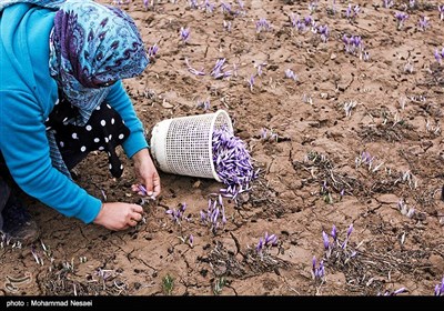 برداشت زعفران در آزادشهر گلستان