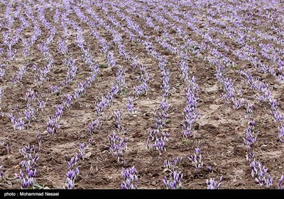 برداشت زعفران در آزادشهر گلستان