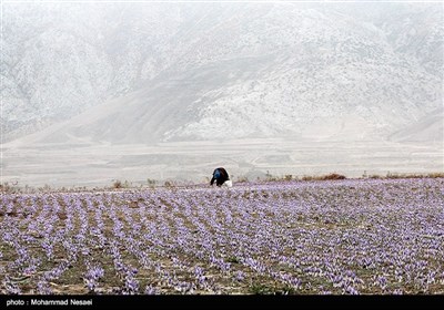 برداشت زعفران در آزادشهر گلستان