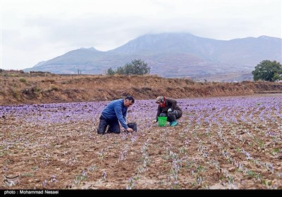 برداشت زعفران در آزادشهر گلستان