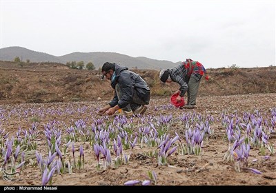 برداشت زعفران در آزادشهر گلستان