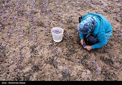 شغل بیشتر مردم وامنان کشاورزی ، باغداری و دامداری است.بیشترین درآمد مردم حاصل از کاشت زعفران میباشد. در این روستا 225 هكتار زیر كشت زعفران بوده كه 45 هكتار آن در سال زراعی جاری تبدیل به باغ زعفران شده است.