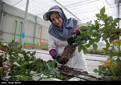 نخستین گلخانه ایرانی - کرمانشاه