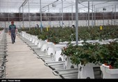 1000 هکتار گلخانه در خراسان جنوبی ایجاد میشود/ توانمندسازی مردم رویکرد اصلی استان در اجرای پروژههای گلخانهای است