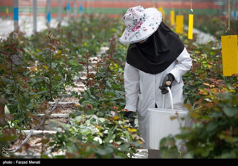 استان اردبیل در احداث گلخانه رتبه نخست کشوری را کسب کرد