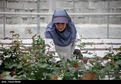 نخستین گلخانه ایرانی - کرمانشاه