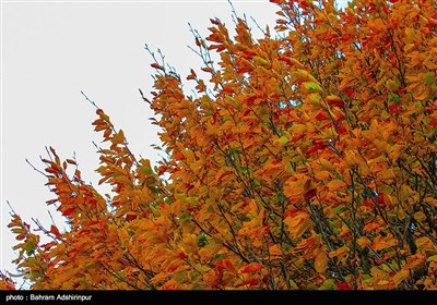 به رنگ خزان - اردبیل