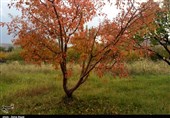 گزارش تصویری از پادشاه فصل‌ها در زنجان