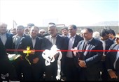 گلخانه بزرگ گل رز یاسوج با حضور وزیر جهاد کشاورزی افتتاح شد