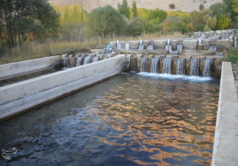 استاندار همدان:مزرعه پرورش ماهی قزل دانش در پروژه سفر ریاست جمهوری مطرح خواهد شد