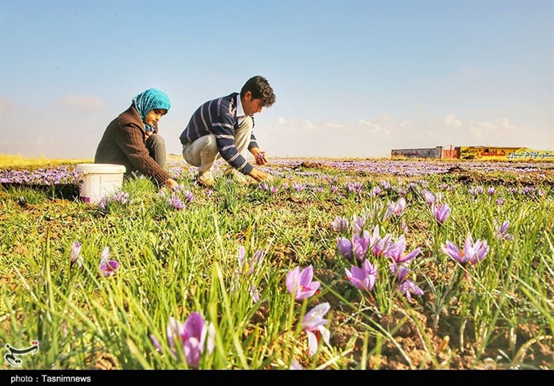 قیمت خرید توافقی انواع زعفران خراسان شمالی اعلام شد