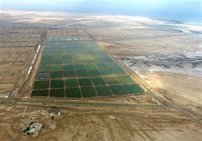 گام بلند هرمزگان برای تولید میگوی مولد عاری از بیماری/ درآمد یک میلیارد دلاری صادرات میگو دور از دسترس نیست