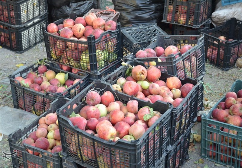 صادرات سیب از آذربایجان‌غربی تسهیل شد