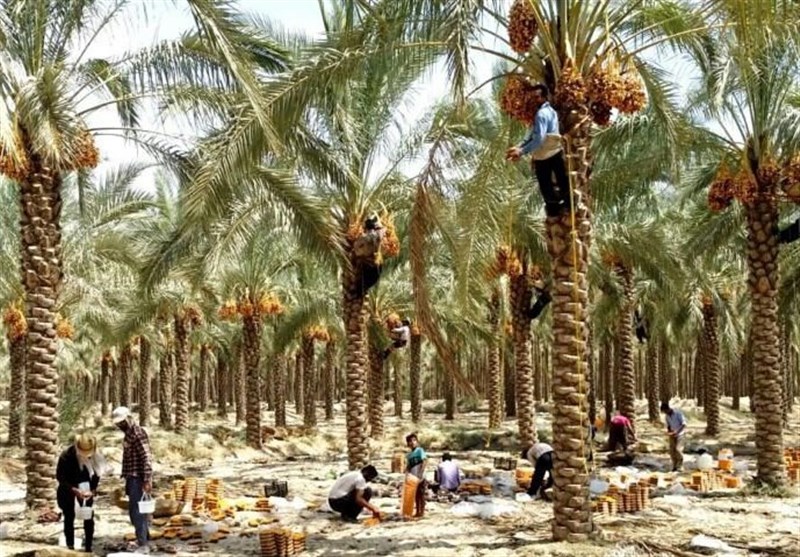 کشاورزان بوشهری افزون بر 156 هزار تن محصول نخیلات برداشت کردند