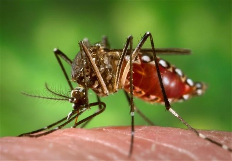 خطر پشه‌ آئودس چندین برابر بیشتر از مالاریاست