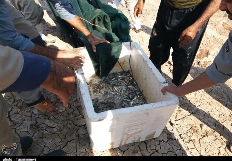 بیش از 4میلیون و 800قطعه بچه ماهی در منابع آبی استان خوزستان رهاسازی شد